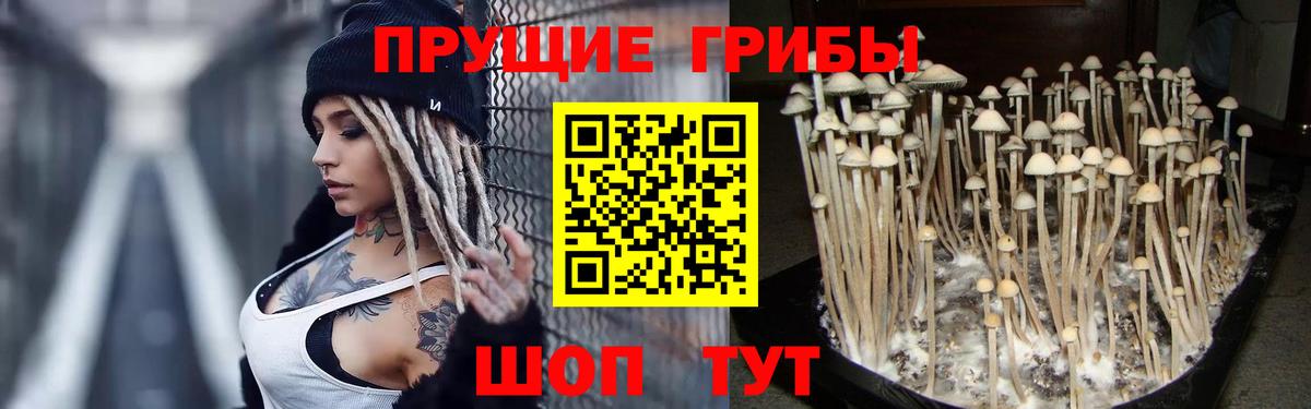 Псилоцибиновые грибы GOLDEN TEACHER Калининград